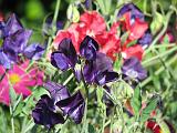 Sweet Peas_2 